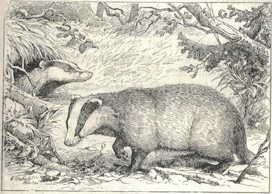 Badgers at the sett
Engraving by Walter Heubach (1865–1923)